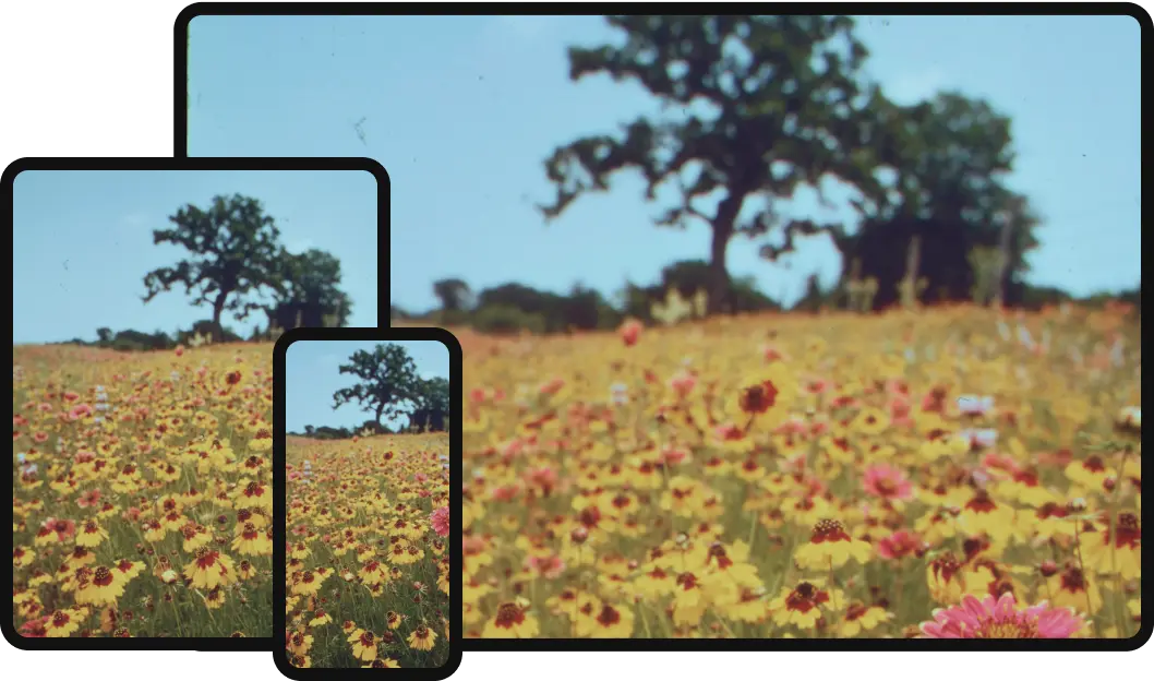 Smartphones capturing a scenic wildflower meadow with trees